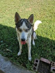 Found/Stray Male Dog last seen Tennessee ave, Chattanooga, TN 37408