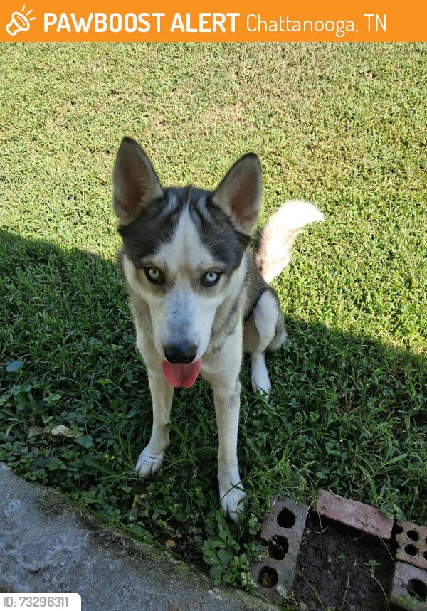 Found/Stray Male Dog last seen Tennessee ave, Chattanooga, TN 37408