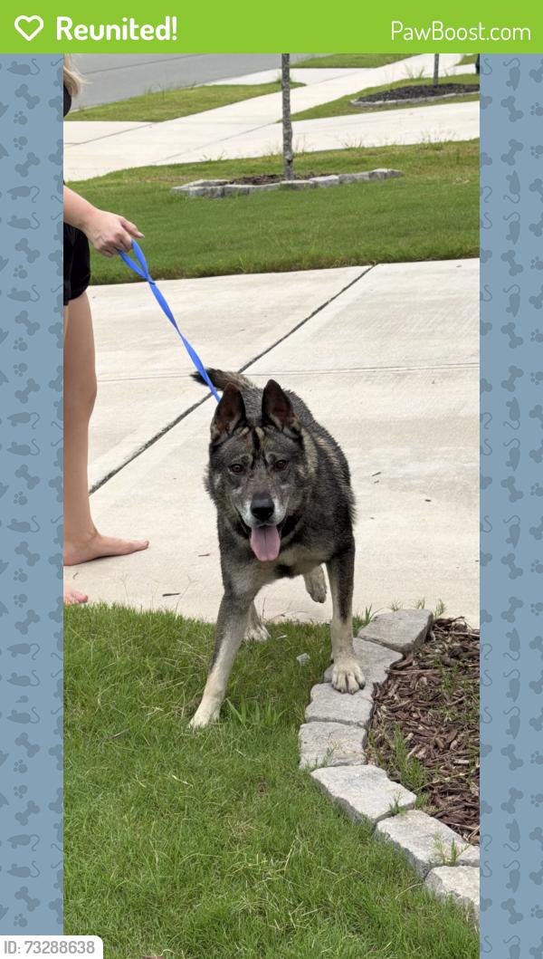 Reunited Male Dog last seen Ginger Hill Lane, Durham, NC 27703