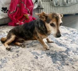 Found/Stray Male Dog last seen Young Rd and Grantville, Randolph County, NC 27316