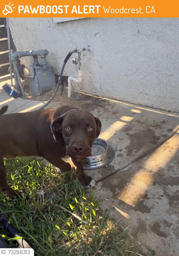 Found/Stray Male Dog last seen Woodcrest, Woodcrest, CA 92504