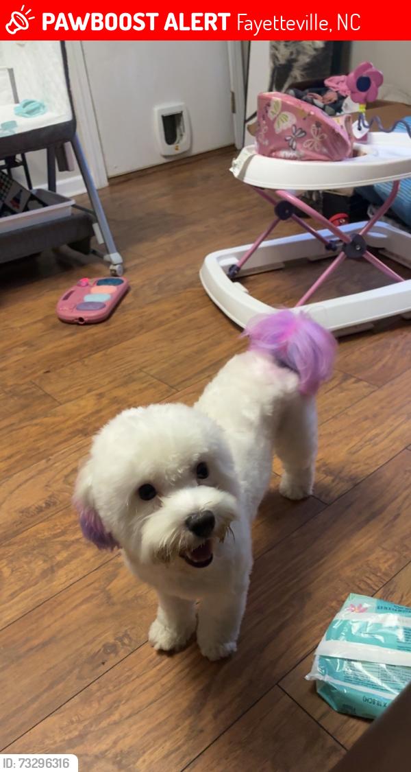 Lost Female Dog last seen Pine forest middle school, Fayetteville, NC 28311