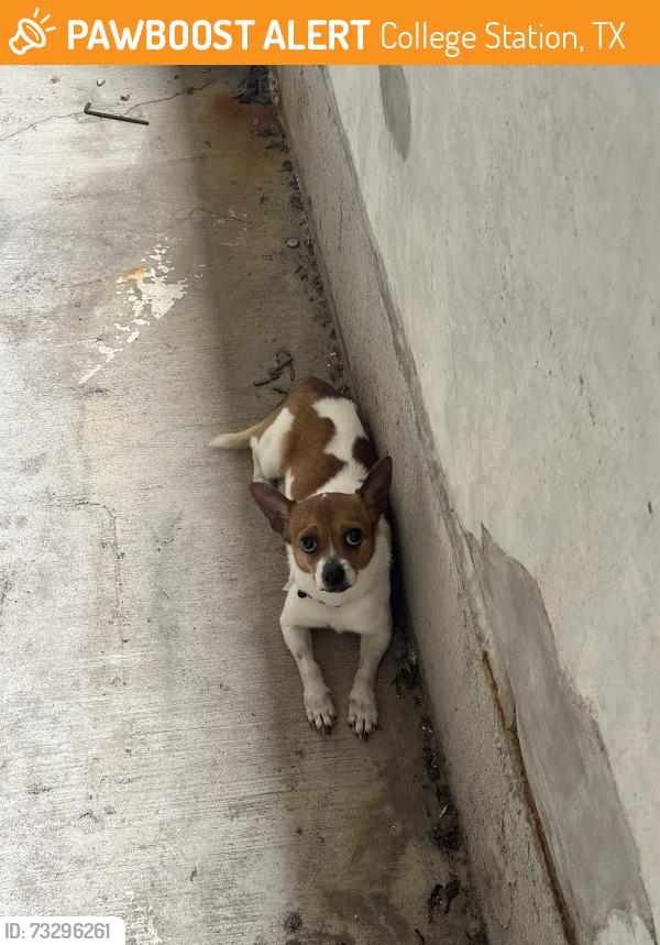 Found/Stray Male Dog last seen First and Spruce street, College Station, TX 77840