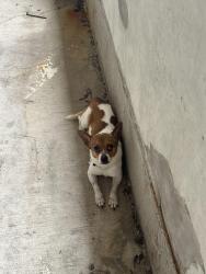 Found/Stray Male Dog last seen First and Spruce street, College Station, TX 77840