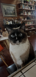 Reunited Female Cat last seen At home near fire station, Ocean Township, NJ 07712