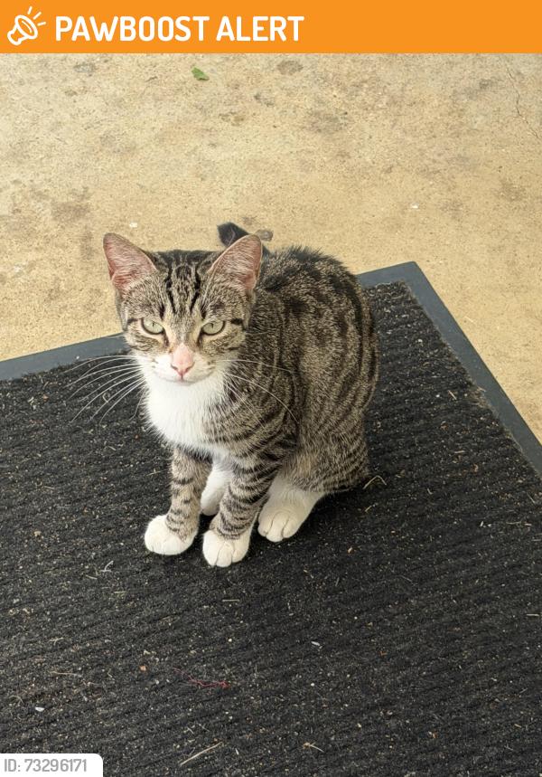 Found/Stray Female Cat last seen Fort Washington Park, Fort Washington, MD 20744