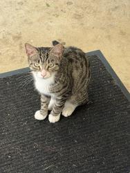 Found/Stray Female Cat last seen Fort Washington Park, Fort Washington, MD 20744