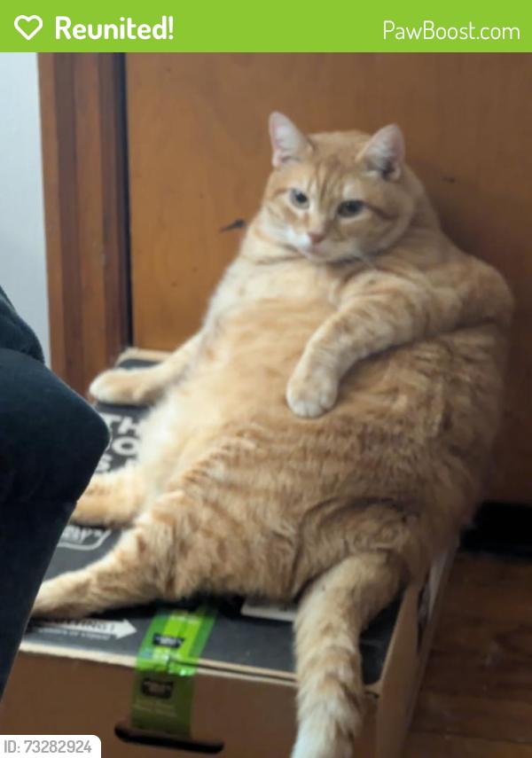 Reunited Male Cat last seen Westside, Charleston, WV 25302