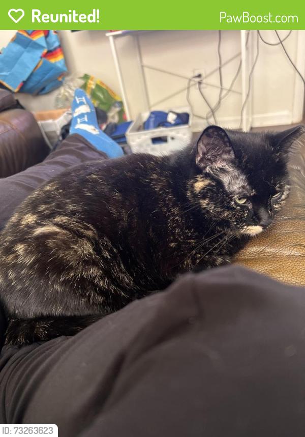 Reunited Female Cat last seen Near Chestnut Avenue, Kansas City, MO 64130