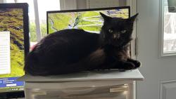 Found/Stray Male Cat last seen Willow Glen and woodland drive, Yuba City, CA 95991