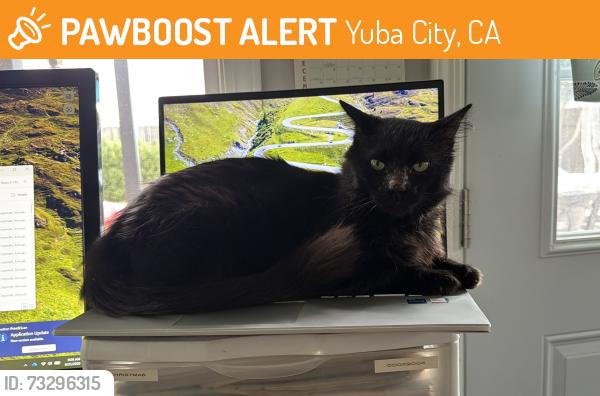 Found/Stray Male Cat last seen Willow Glen and woodland drive, Yuba City, CA 95991
