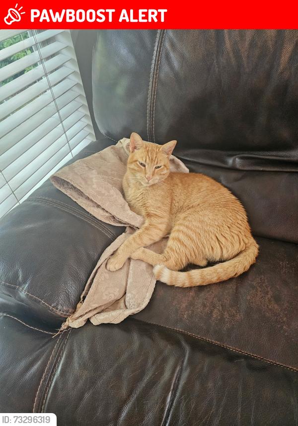 Lost Male Cat last seen Rockbridge road, Glen cove drive, Avondale Estates, GA 30002