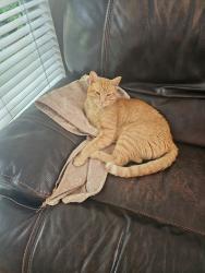 Lost Male Cat last seen Rockbridge road, Glen cove drive, Avondale Estates, GA 30002