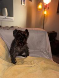 Reunited Male Dog last seen Lake Johnson, Raleigh, NC 27606