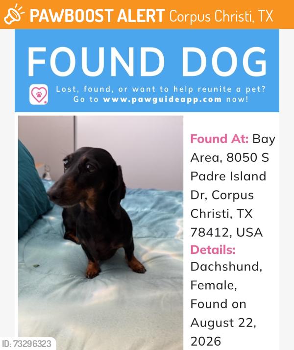 Found/Stray Female Dog last seen Sugar tree apmts, Corpus Christi, TX 78412
