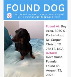 Found/Stray Female Dog last seen Sugar tree apmts, Corpus Christi, TX 78412