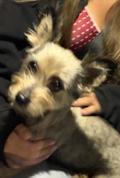 Reunited Female Dog last seen 170th St & Firmona Ave, Lawndale, CA 90260
