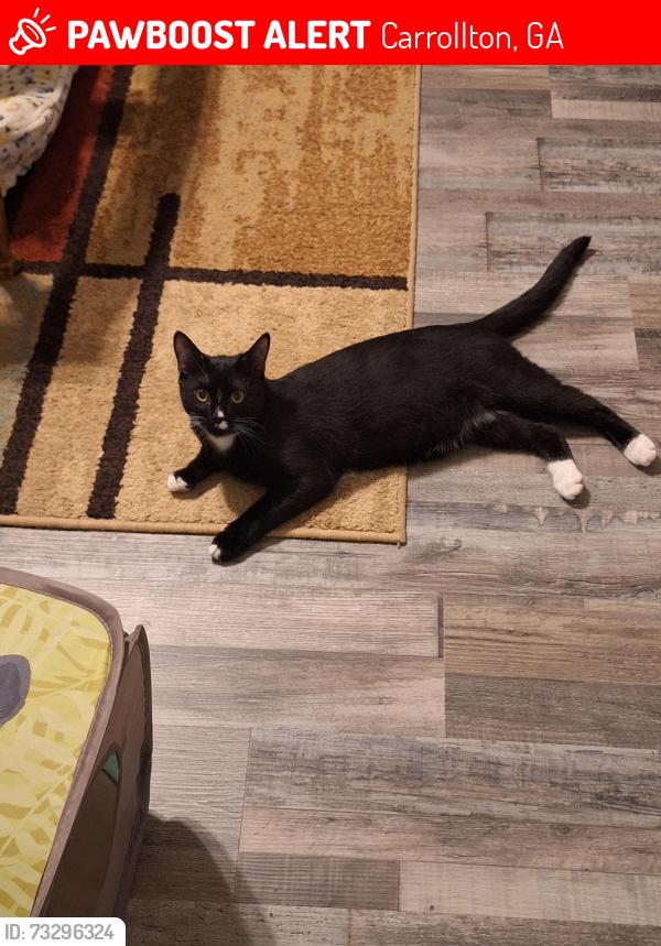 Lost Male Cat last seen Laurel Trace N, Carrollton, GA 30116