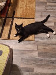 Lost Male Cat last seen Laurel Trace N, Carrollton, GA 30116