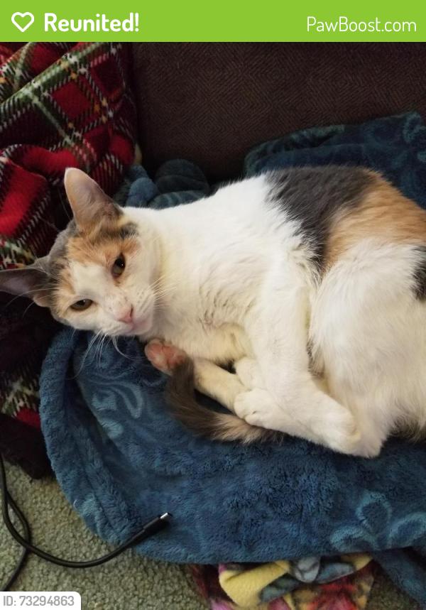 Reunited Female Cat last seen Bourbon St, Ft. Worth 76123, Fort Worth, TX 76123
