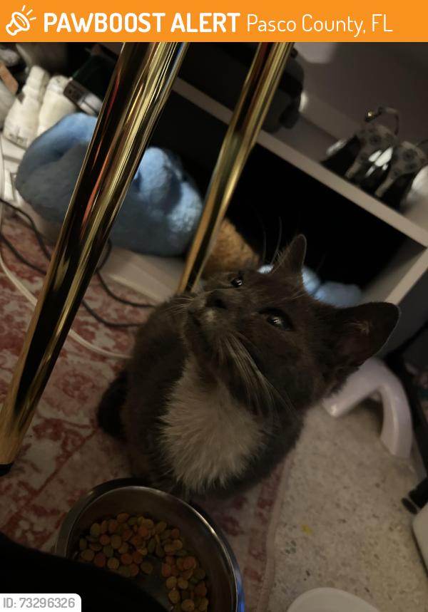 Found/Stray Female Cat last seen Moog Rd and 19, Pasco County, FL 34690