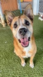 Shelter Stray Male Dog last seen Near BLOCK NW 35TH PL, 3599 NW 79th Ave, Doral, FL 33122, USA