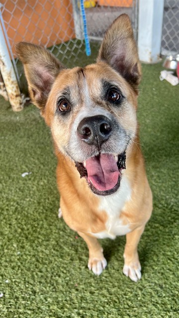 Shelter Stray Male Dog last seen Near BLOCK NW 35TH PL, 3599 NW 79th Ave, Doral, FL 33122, USA
