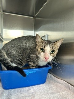 Shelter Stray Male Cat last seen CAMDEN, 8311 Freedom Dr, Pearland, TX 77581, USA
