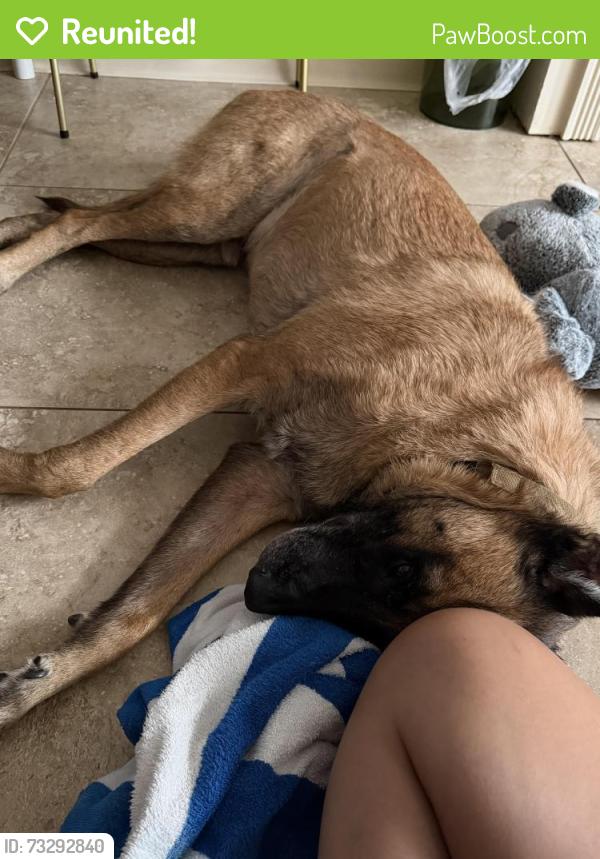 Reunited Male Dog last seen Murphy and Cummings, Bedford, TX 76021