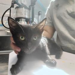 Shelter Stray Male Cat last seen 4TH AVE AND GIBBS, 1125 Easterwood Dr, Tallahassee, FL 32311, USA