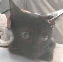 Shelter Stray Male Cat last seen 4TH AVE AND GIBBS, 1125 Easterwood Dr, Tallahassee, FL 32311, USA
