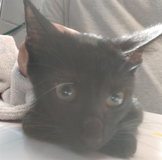 Shelter Stray Male Cat last seen 4TH AVE AND GIBBS, 1125 Easterwood Dr, Tallahassee, FL 32311, USA