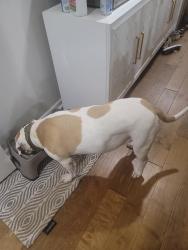 Reunited Female Dog last seen Artist Vw & Wesley Chapel, DeKalb County, GA 30034
