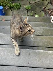 Reunited Male Cat last seen Brookhaven and Providence rds, Wallingford, PA 19086