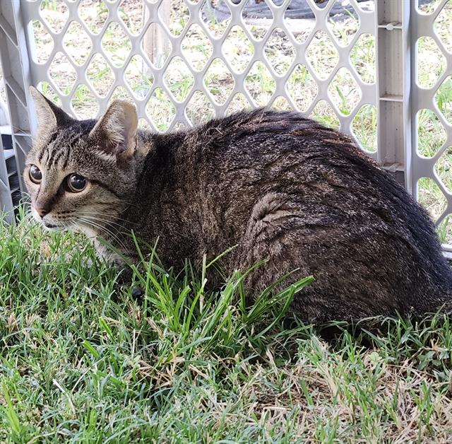Shelter Stray Female Cat last seen Near BLOCK BISCAY BAY, 4710 TX-151, San Antonio, TX 78227, USA