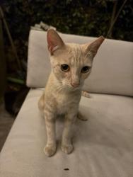 Found/Stray Unknown Cat last seen 22nd and 17th street, Santa Ana, CA 92706