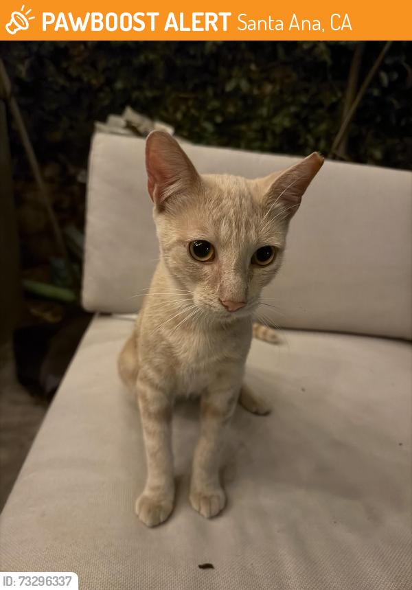 Found/Stray Unknown Cat last seen 22nd and 17th street, Santa Ana, CA 92706