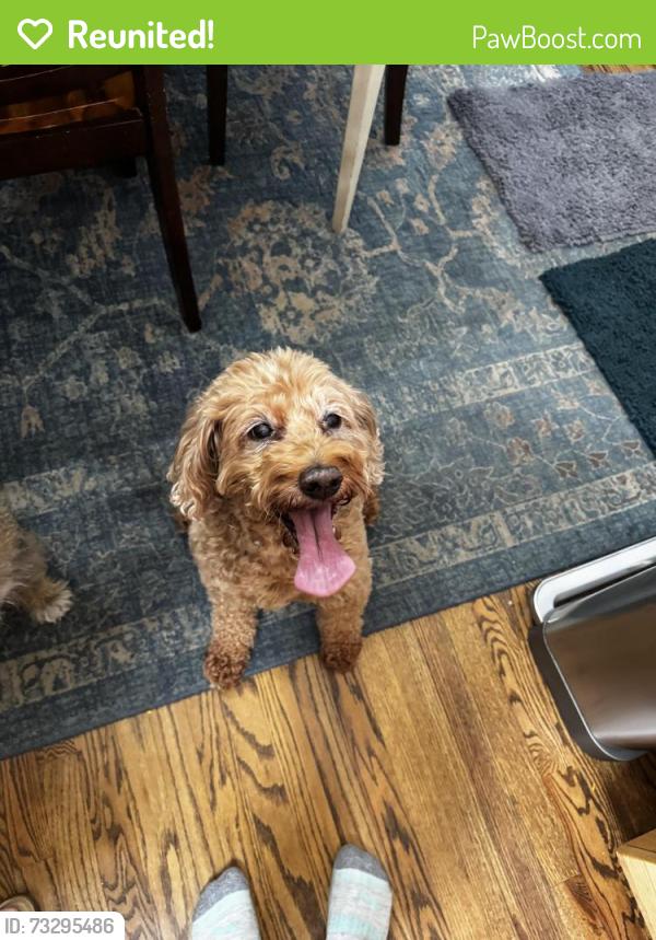 Reunited Male Dog last seen Falling water, Fort Collins, CO 80528