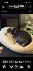 Reunited Female Dog last seen Russeldale, North Charleston, SC 29406