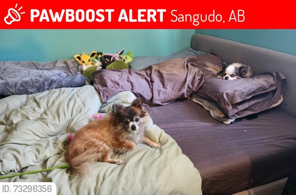 Lost Male Dog last seen South Park Cemetary and Sangudo, Sangudo, AB 