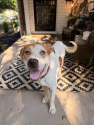 Found/Stray Male Dog last seen Humes & Iroquois, Memphis, TN 38111