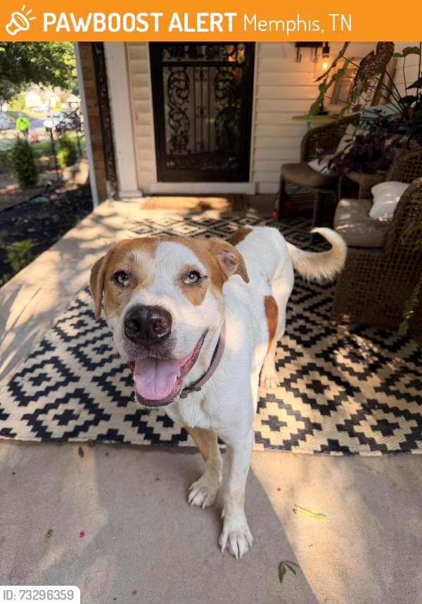 Found/Stray Male Dog last seen Humes & Iroquois, Memphis, TN 38111