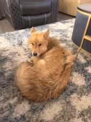Found/Stray Female Dog last seen Poinciana blvd, Kissimmee, FL 34758