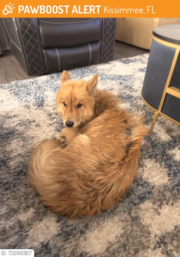 Found/Stray Female Dog last seen Poinciana blvd, Kissimmee, FL 34758