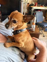 Found/Stray Female Dog last seen Rosecliff and Frazell, Hilliard, OH 43026