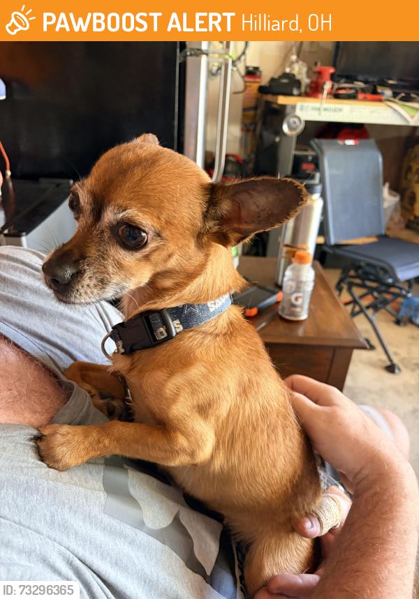 Found/Stray Female Dog last seen Rosecliff and Frazell, Hilliard, OH 43026