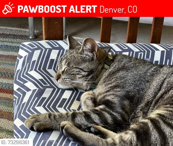 Lost Female Cat last seen Near S. Washington St, Denver, CO 80210