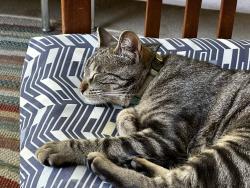 Lost Female Cat last seen Near S. Washington St, Denver, CO 80210