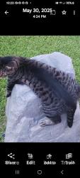 Lost Male Cat last seen Stolen and jumped out car, Big Sandy, TX 75755