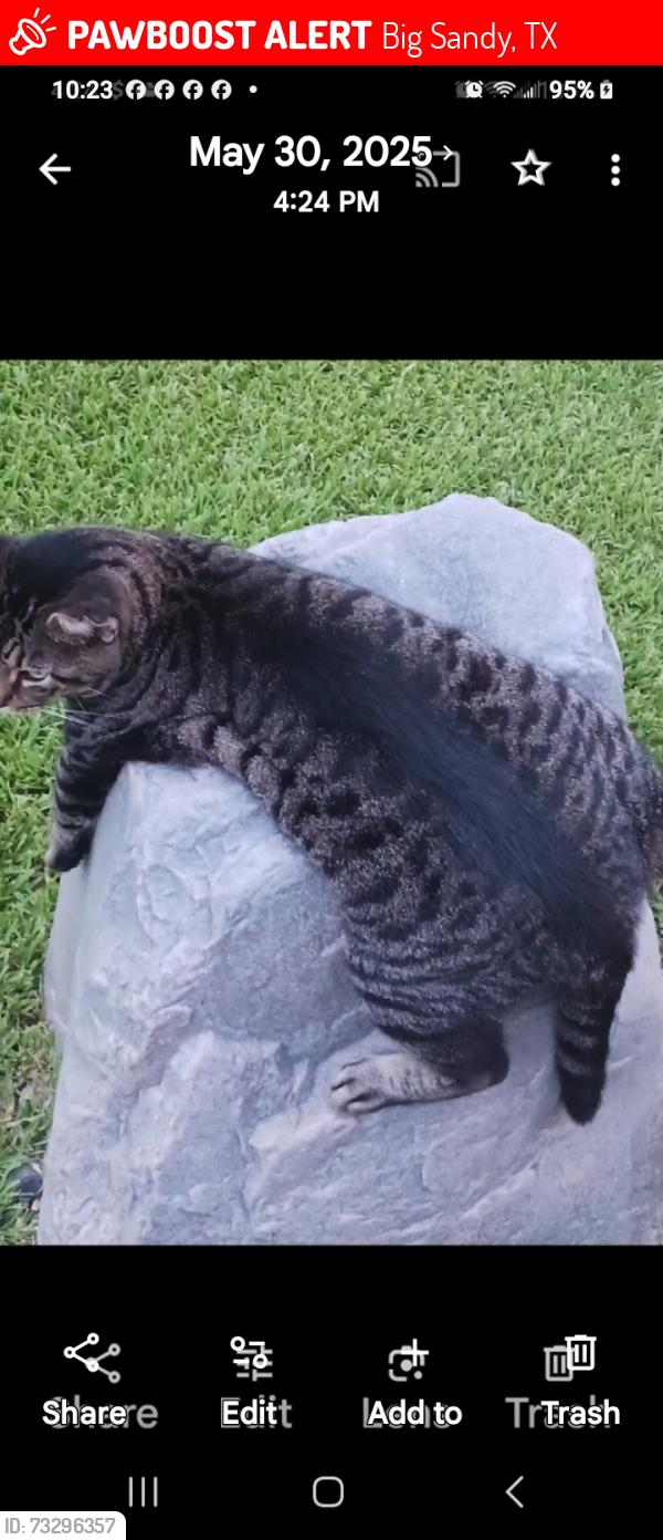 Lost Male Cat last seen Stolen and jumped out car, Big Sandy, TX 75755